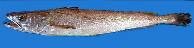 Merluccius merluccius_0245852.jpg